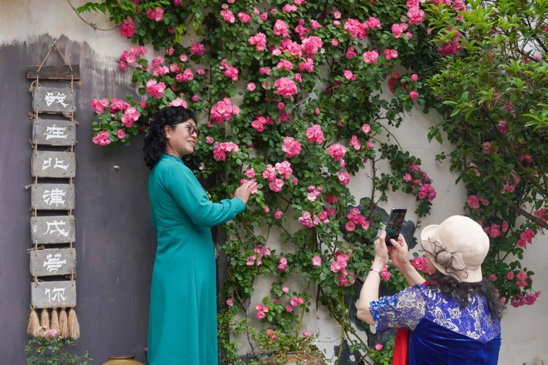 这处超美蔷薇花墙!打卡必去!