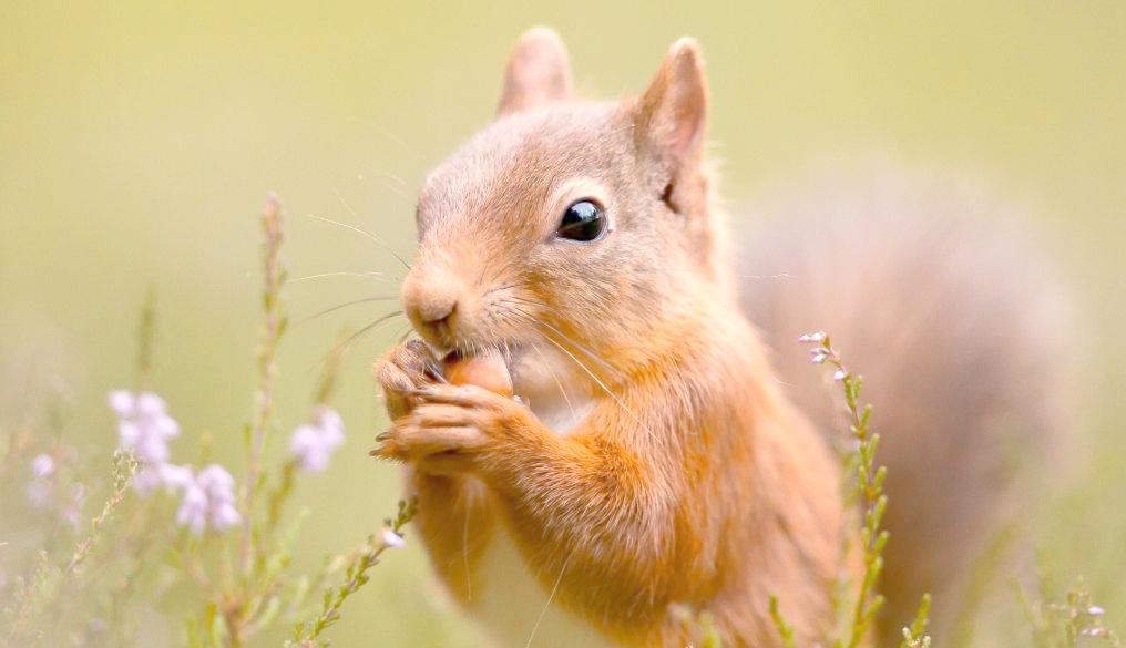 松鼠:吃货界的佼佼者,边吃边打包的萌物