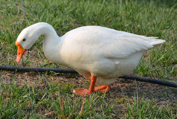 民间故事:男子重金求子,黄鼠狼8个字点破迷津,不久自食恶果