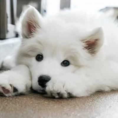超级可爱的小白狗头像图片