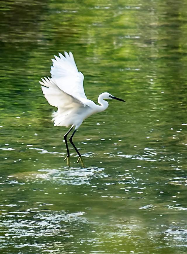 罕见美景,北京门头沟白鹭起舞如仙子