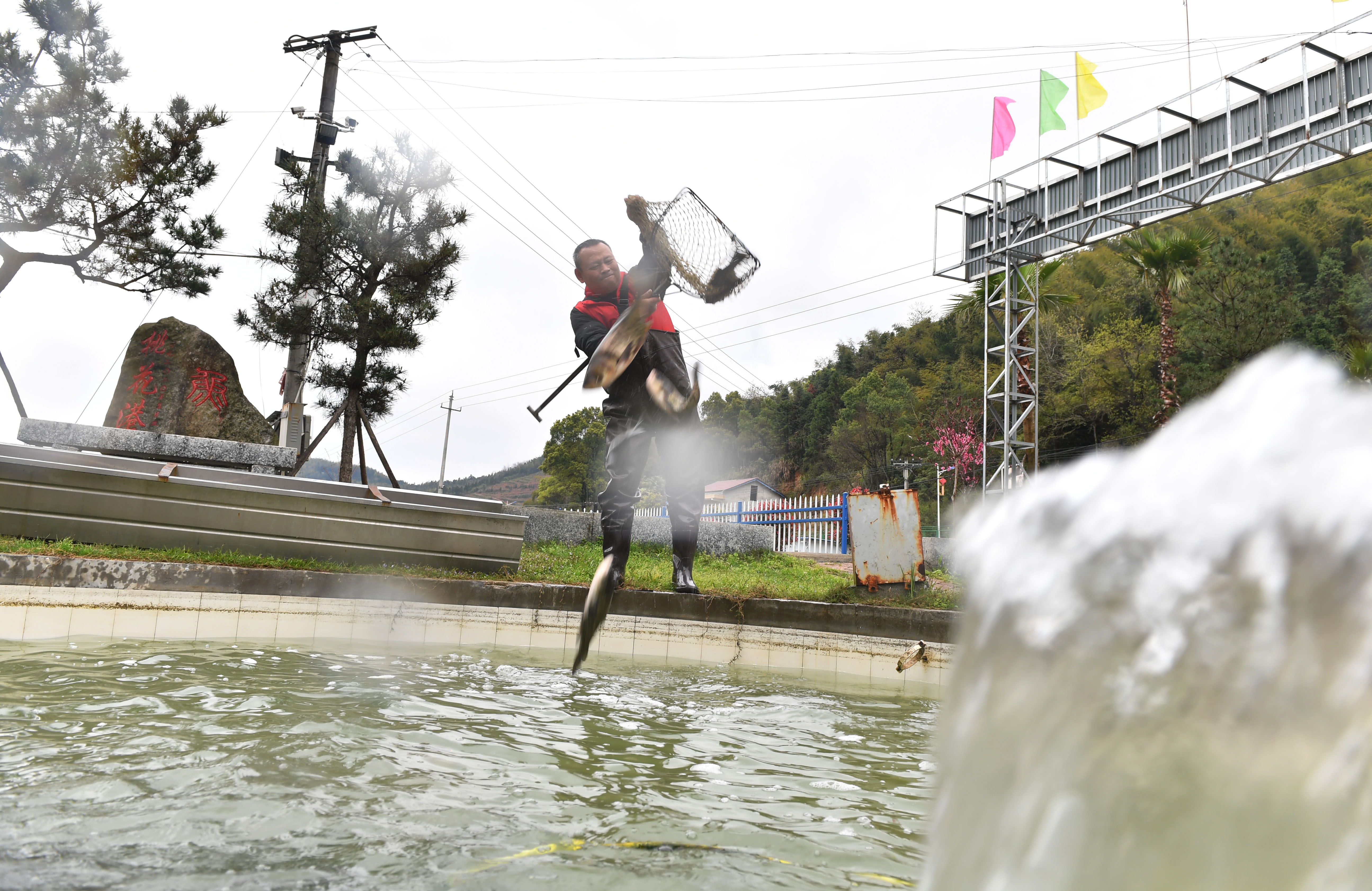 经济 湖南衡山 泉水鱼养殖带动村民增收