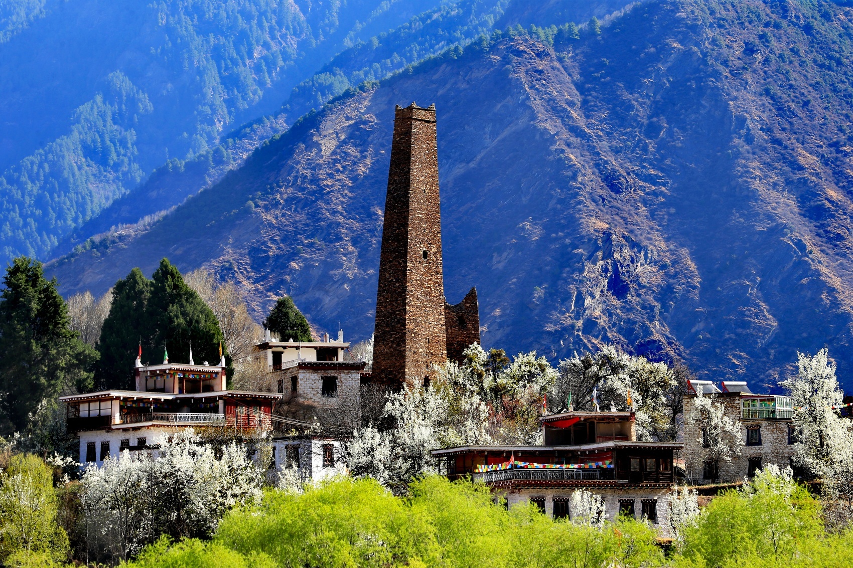 高清大图|丹巴藏寨春意浓 梨花绽放惹人醉