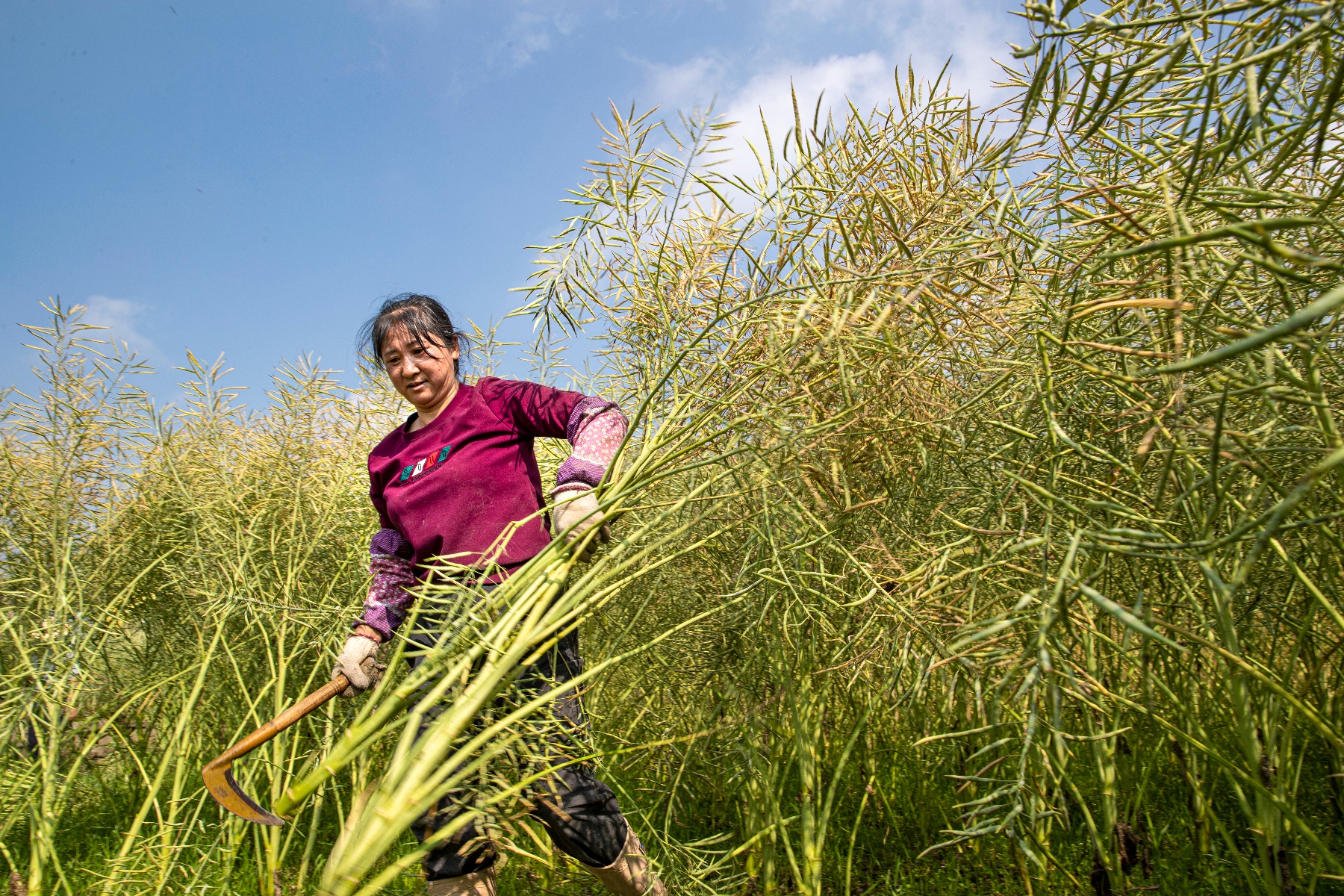 黔西市:油菜籽迎丰收