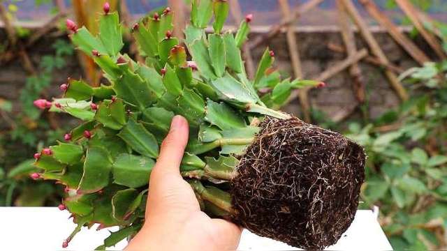 "超级怕水"的8种绿植,水勤爱烂根,管住手