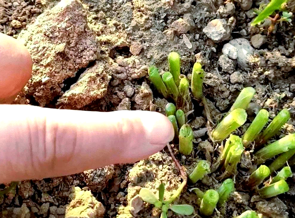 韭菜根蛆防治妙招,用塑料膜轻松解决