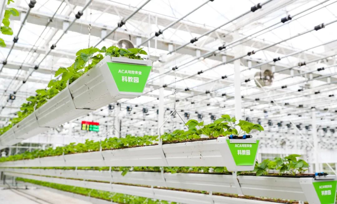 草莓苗会自己"晒太阳"?松江学子走进植物工厂体验智慧农业