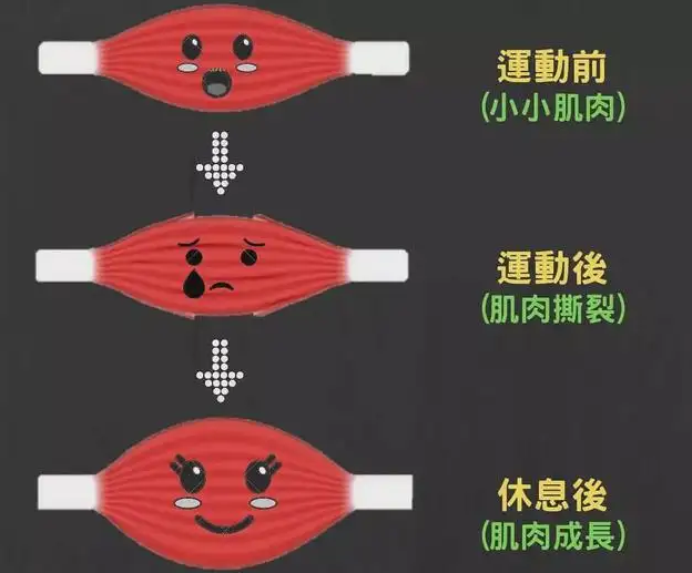 明白增肌原理也就知道怎么增肌了