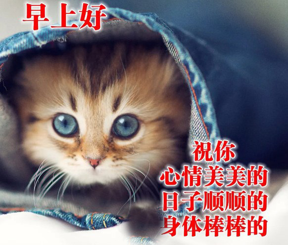 早上好的猫咪表情图片图片