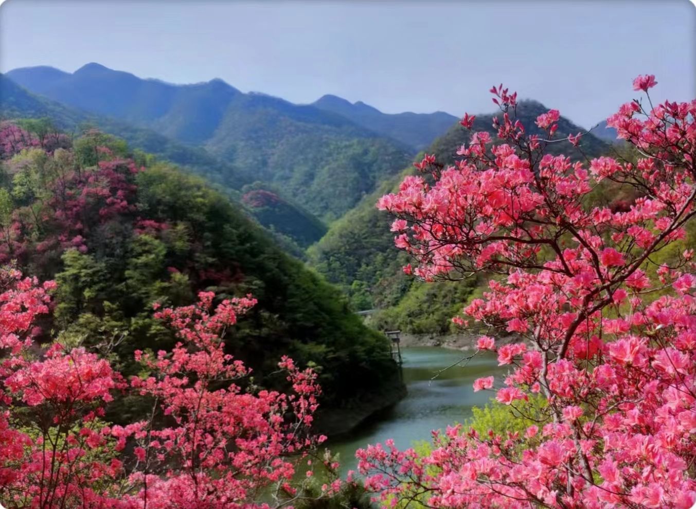 鲁山县平沟杜鹃岭图片