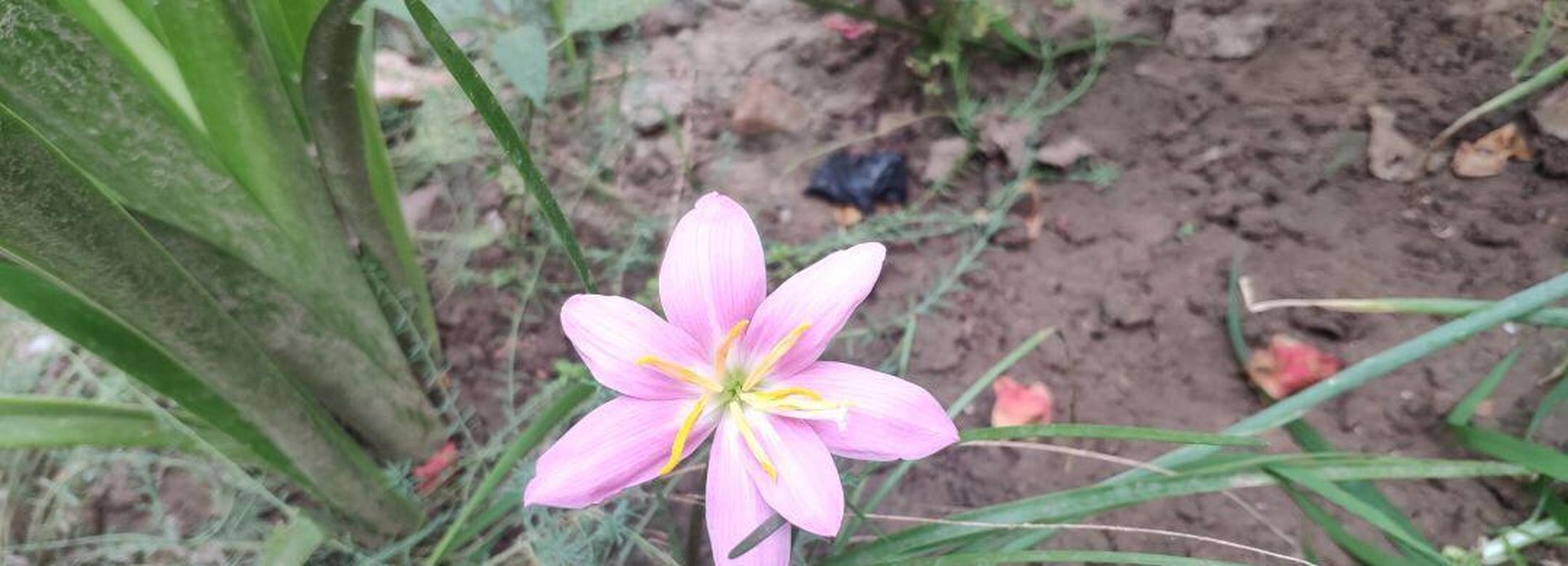 这是什么花以前开六个花瓣这朵七个花瓣