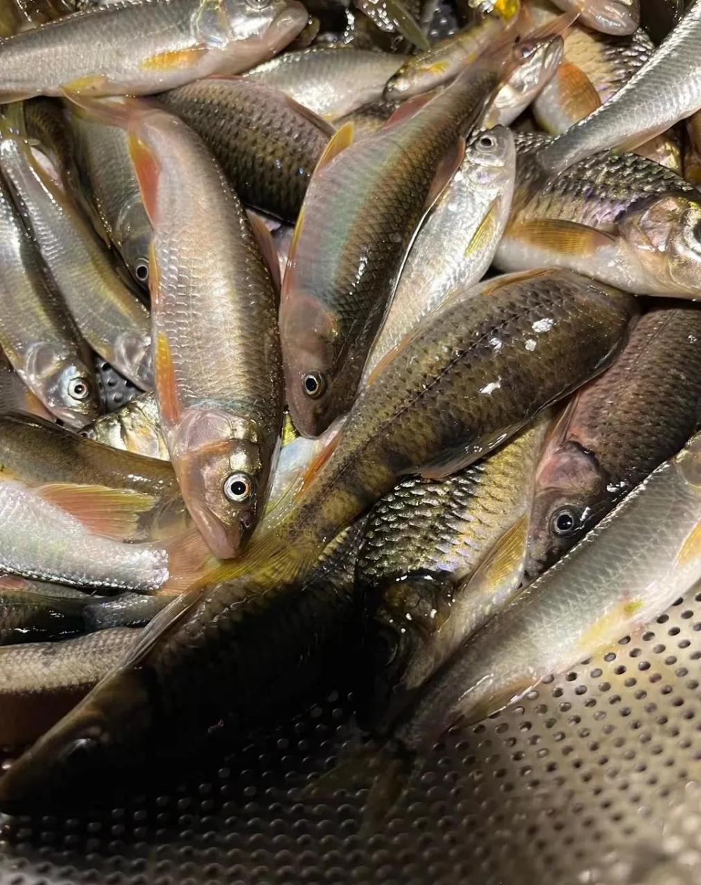 山里的溪流鱼比河里比水库比江里的很清甜,也更贵,没有污染,没有药