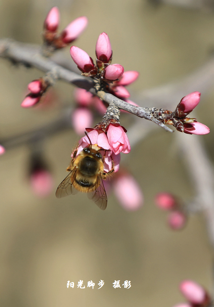 扁桃花开(贺兰山)
