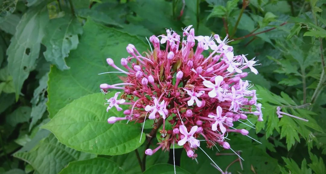 农村常见的臭牡丹,又被称为绣球花和牙痛克星,解决众多人的烦恼