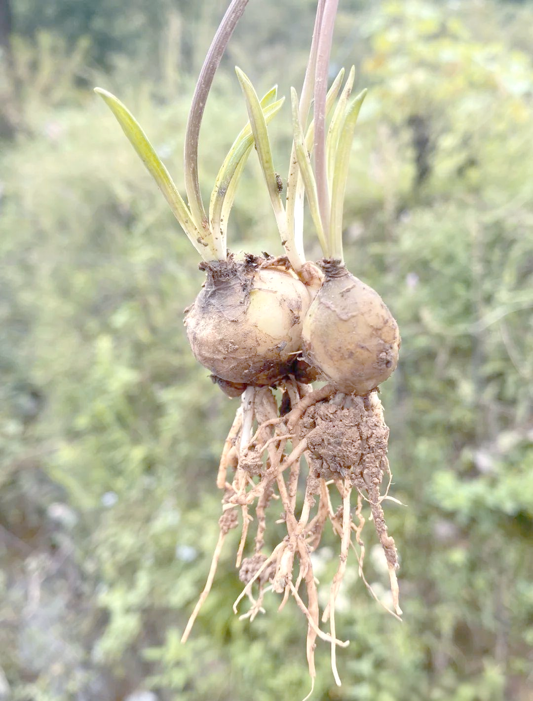 探索《全国中草药汇编》中的绵枣儿之旅