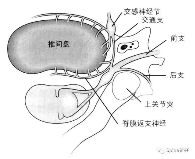 回顾:颈椎病 cervical spondylosis