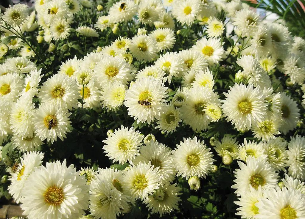 毫菊酵素饮料:不存在重金属超标问题