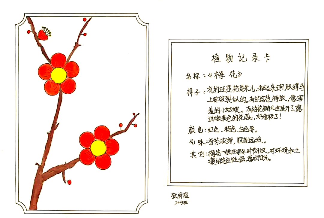 制作植物朋友记录卡怎么做(制作植物朋友记录卡怎么做的)