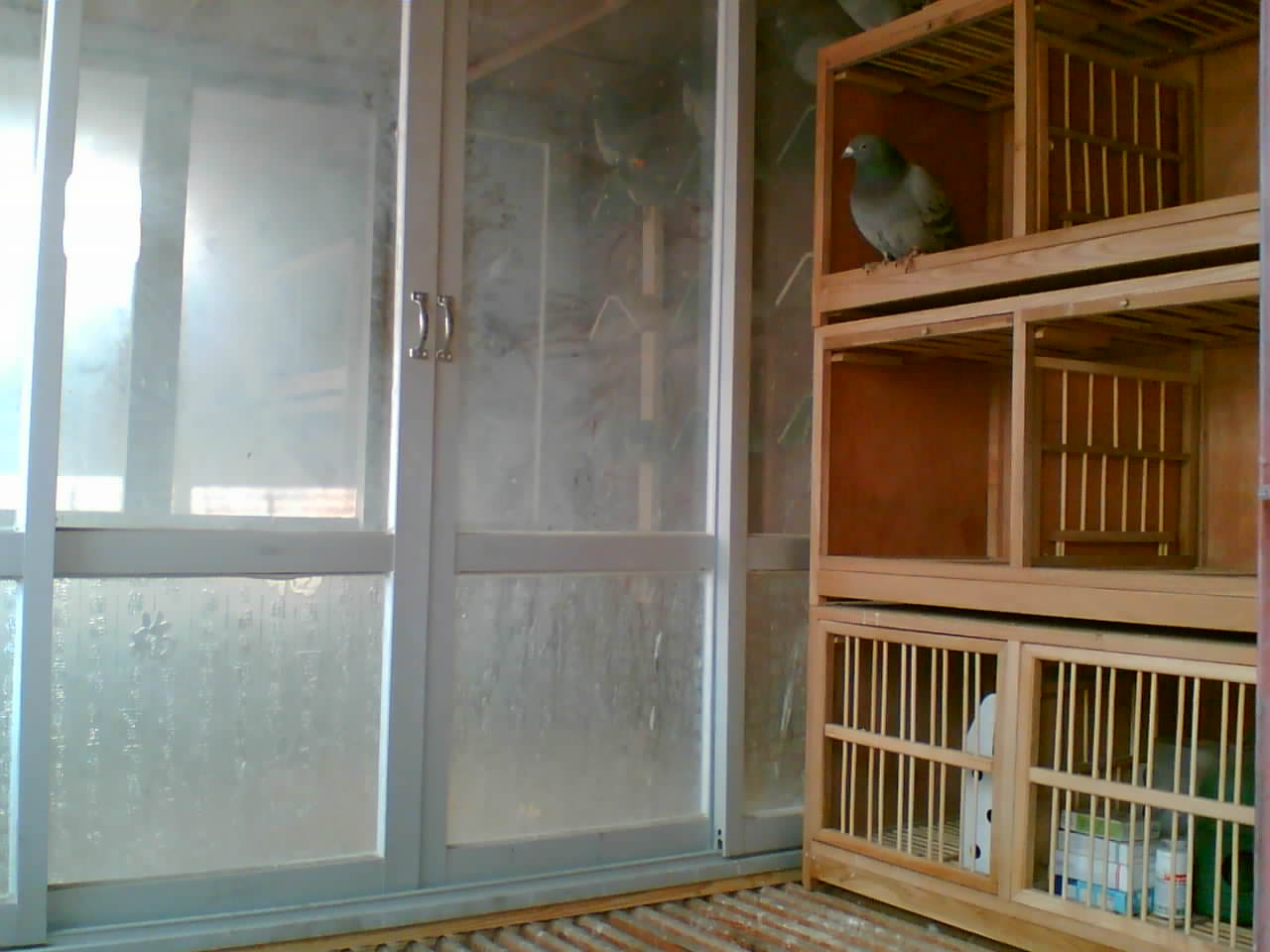 如何让自己的鸽子家飞水平提升上去?