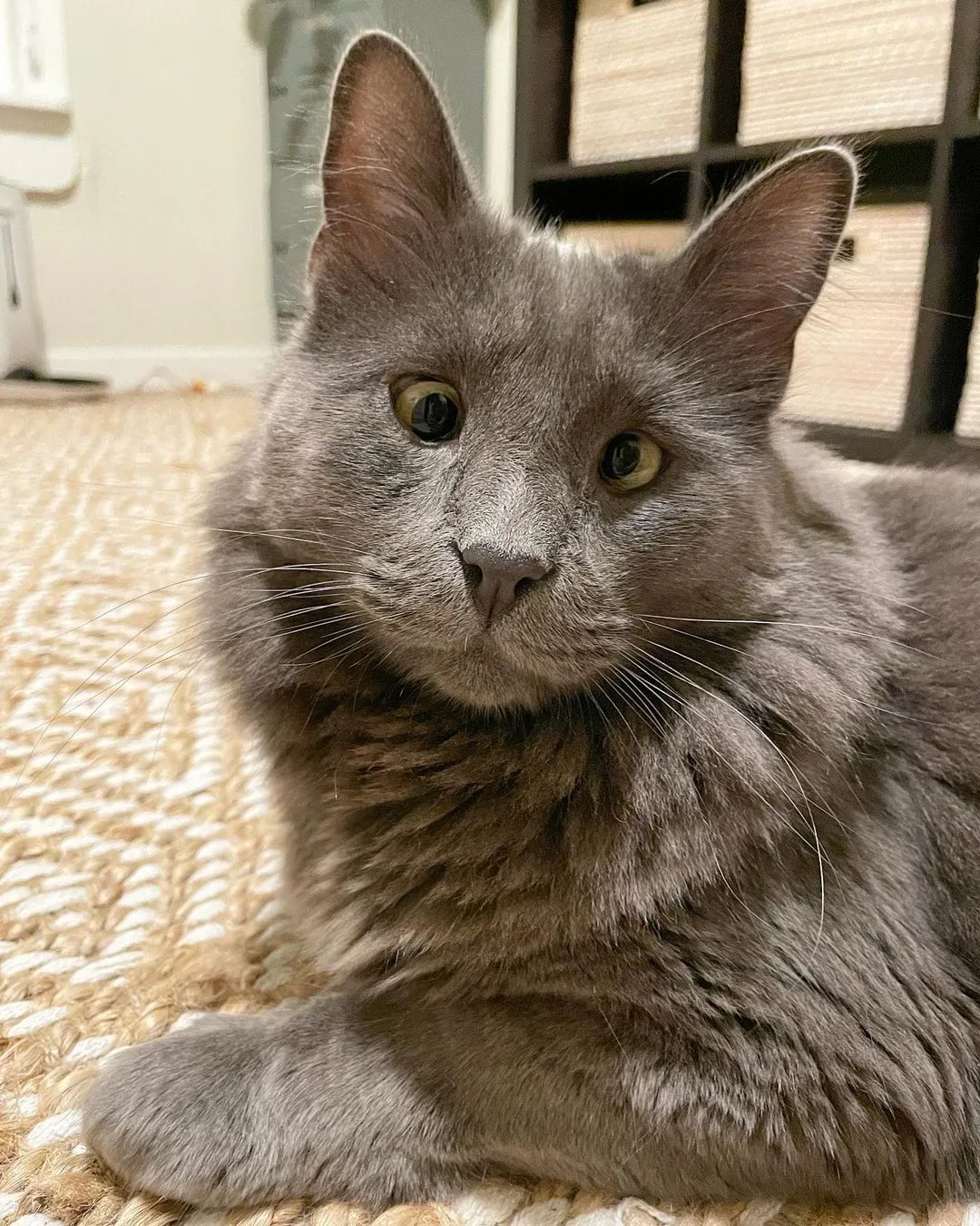 好潦草的一只对眼喵,这只喵界清流竟也能靠颜值杀出属于自己的网红路!