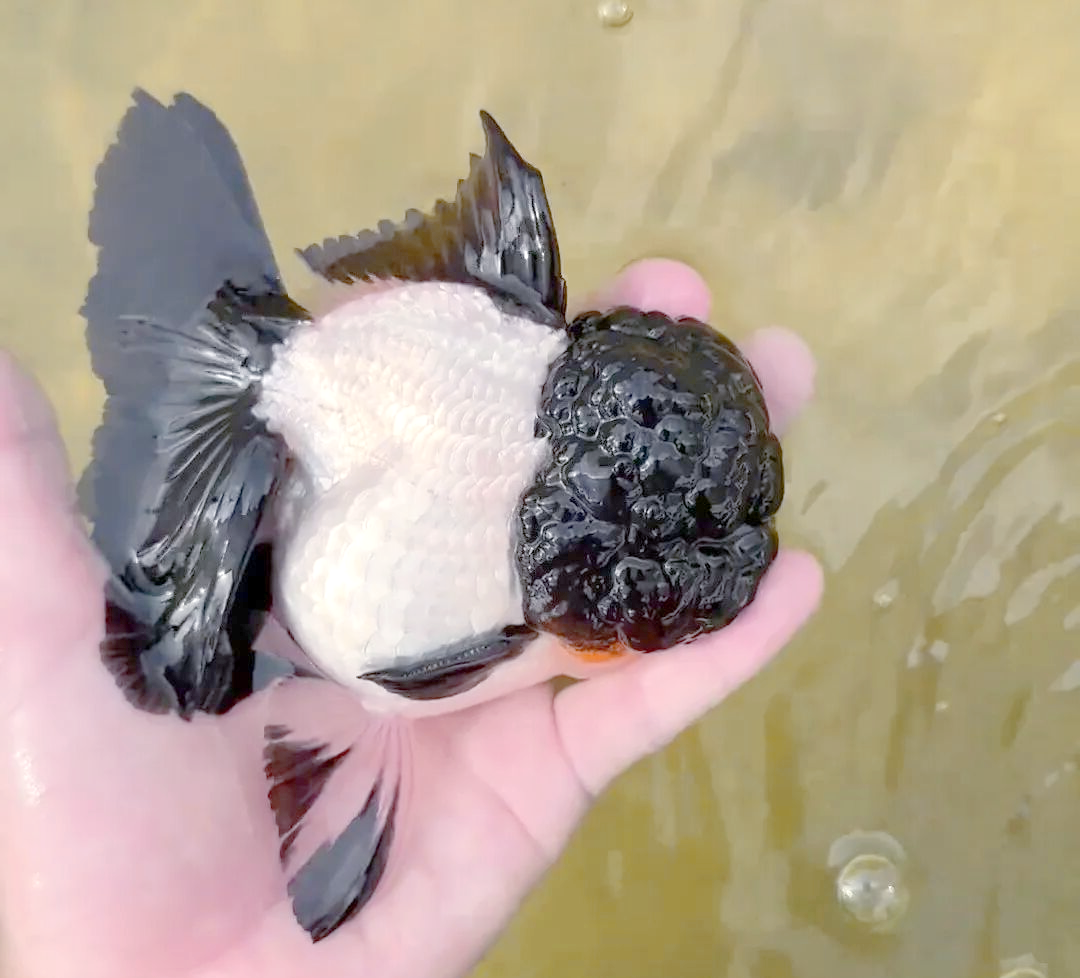 十二黑金鱼的惊艳亮相与市场热潮