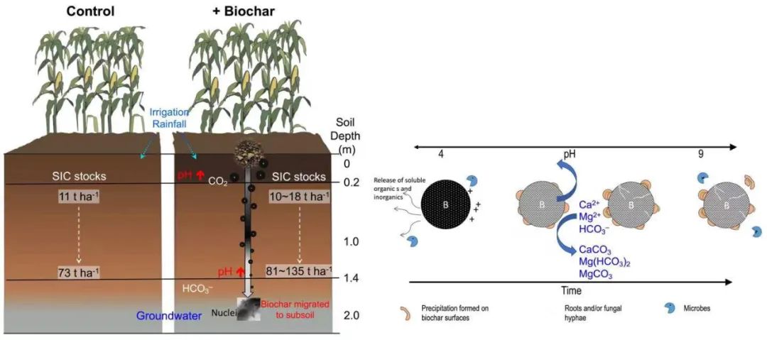 中国农业大学在生物炭长期施用增加深层土壤无机碳方面取得重要进展