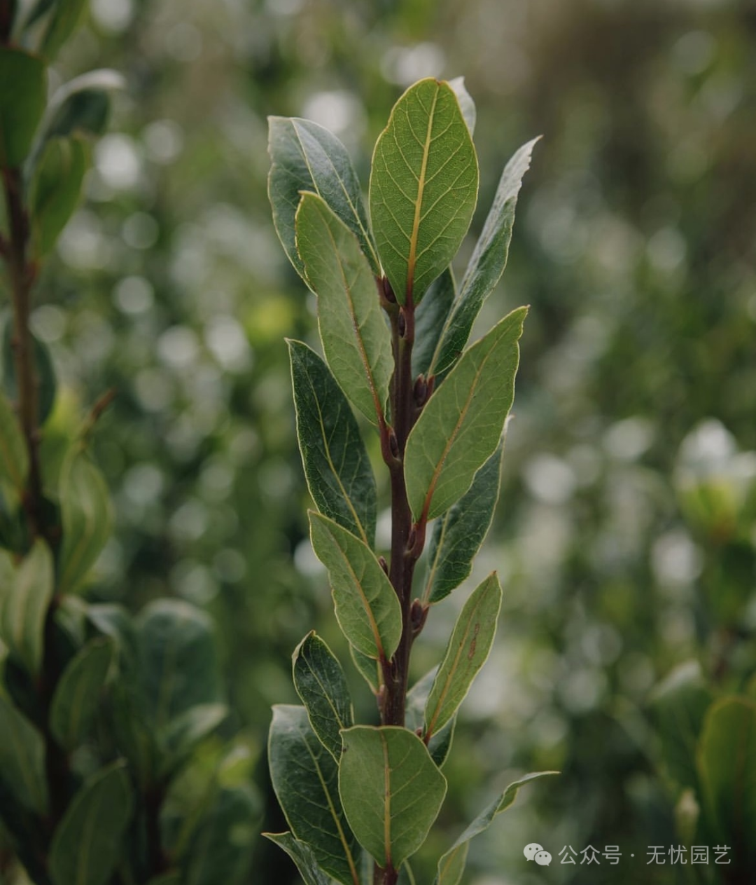 诗人的桂冠独特的香料植物—地中海月桂
