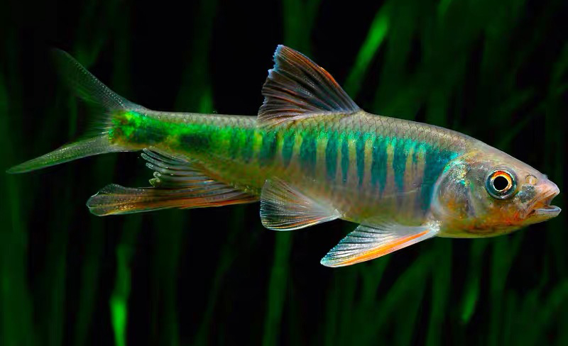 小型观赏鱼大全(二)