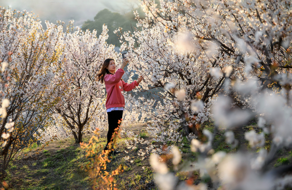梨花风起正清明威海文旅活动已上线