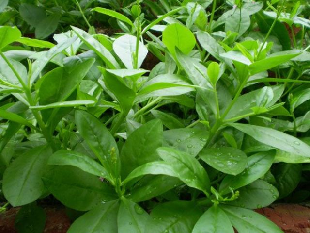 神奇野菜,植物非试管高效快繁人参菜