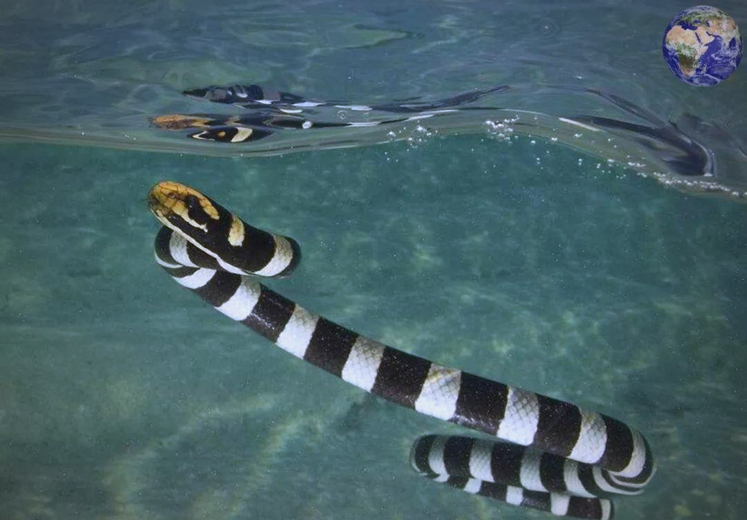 巨环海蛇:水下猎食的佼佼者,能潜入深海捕猎海鱼