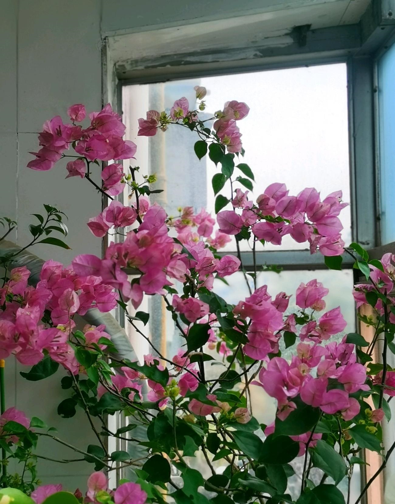 阳台养三角梅,就选"红粉佳人",好养活,超爱开花,你值得拥有