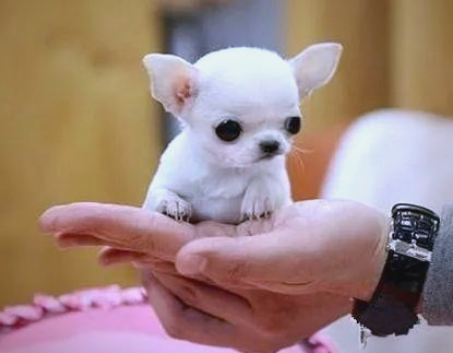 探索世界上最小的狗狗品种:萌力小精灵的独特魅力