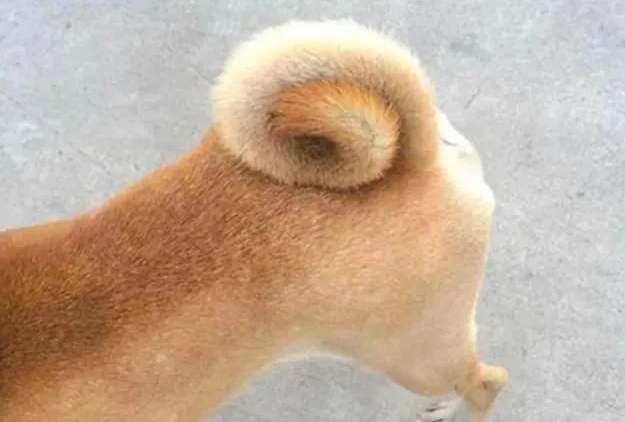 盘点旺财狗才有的特征,看看你家狗狗是不是也这样!
