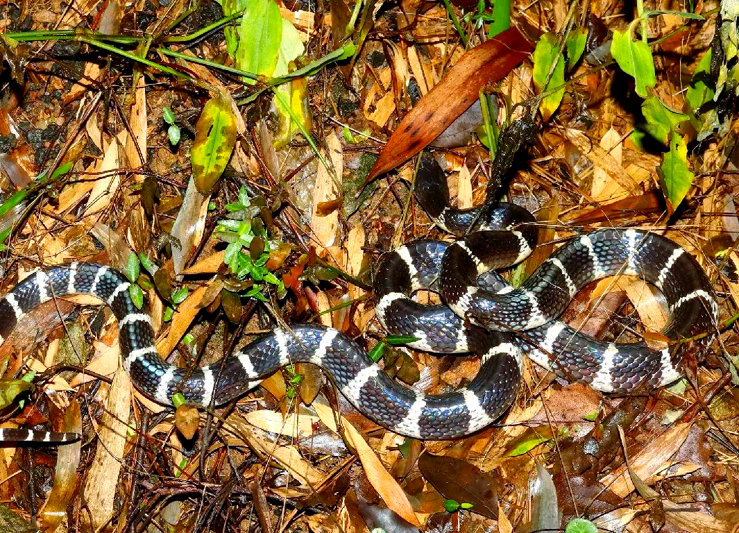 蛇类的牙齿:从毒牙到无毒牙的进化奥秘