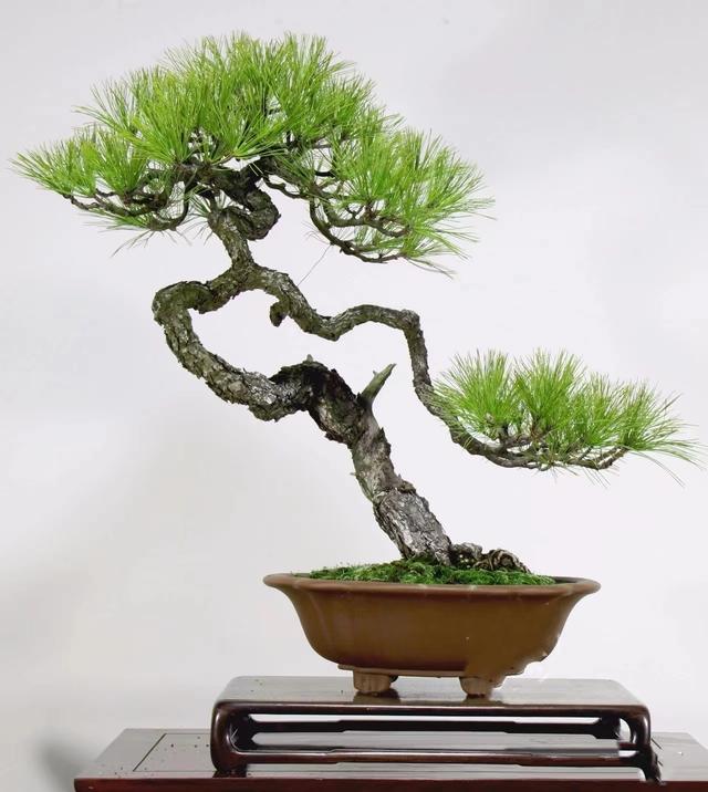 国家级盆景大师文人盆景作品赏析!高清大图