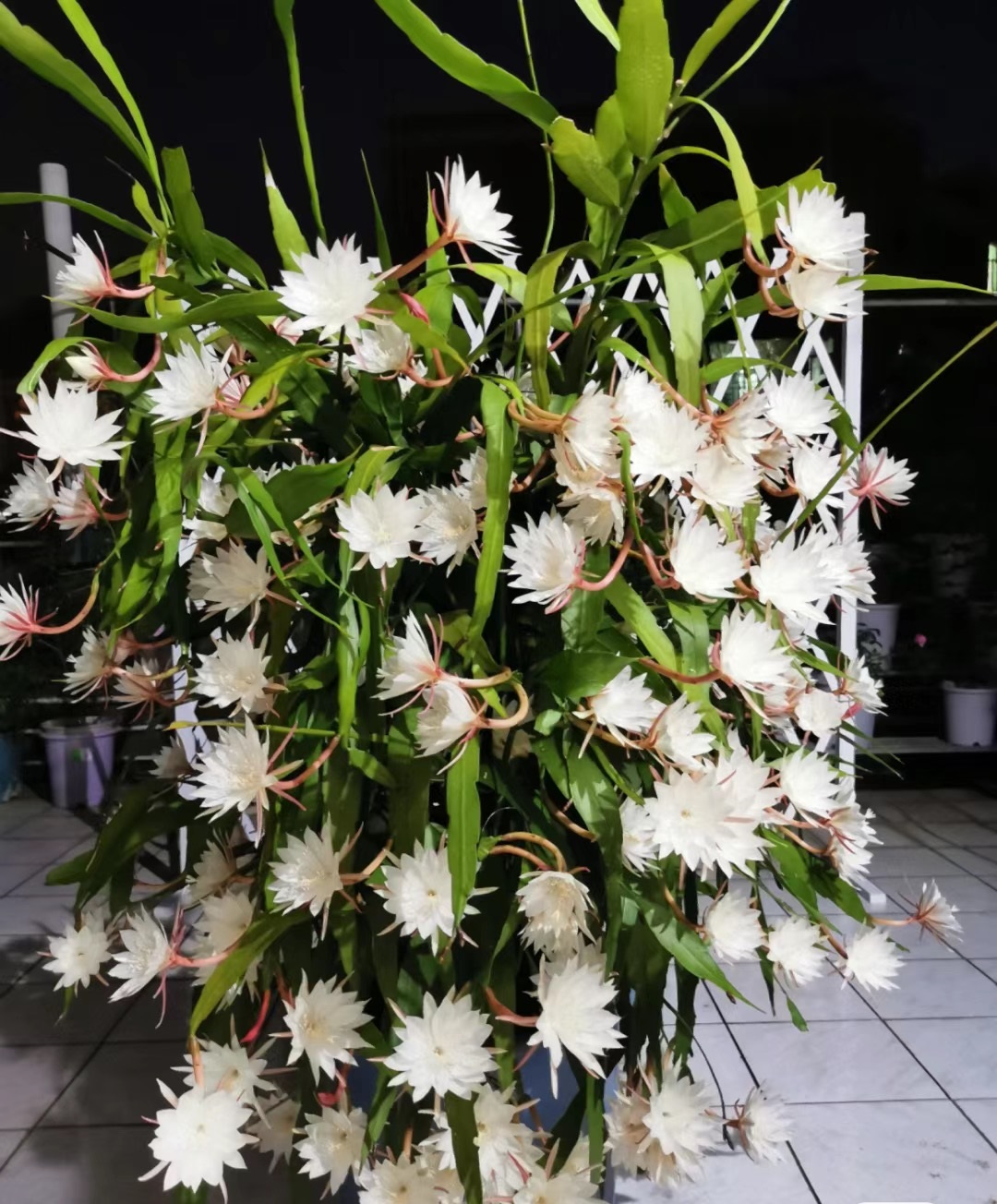 一种无刺的仙人掌,颜值奇高,香气怡人,多季绽放,深受花友欢迎