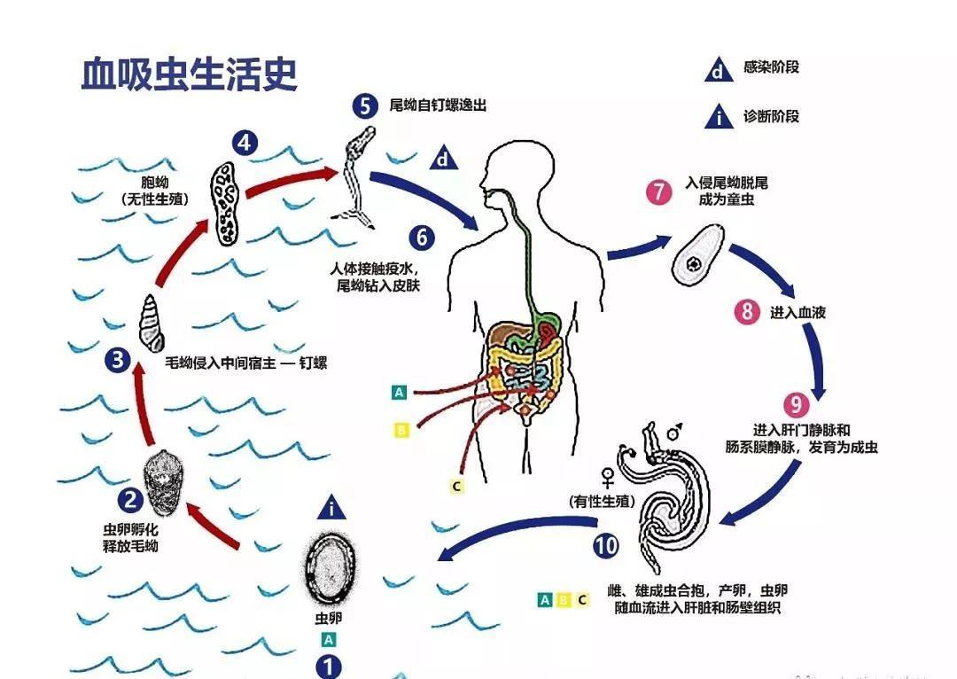 鞭虫生活史箭头图图片