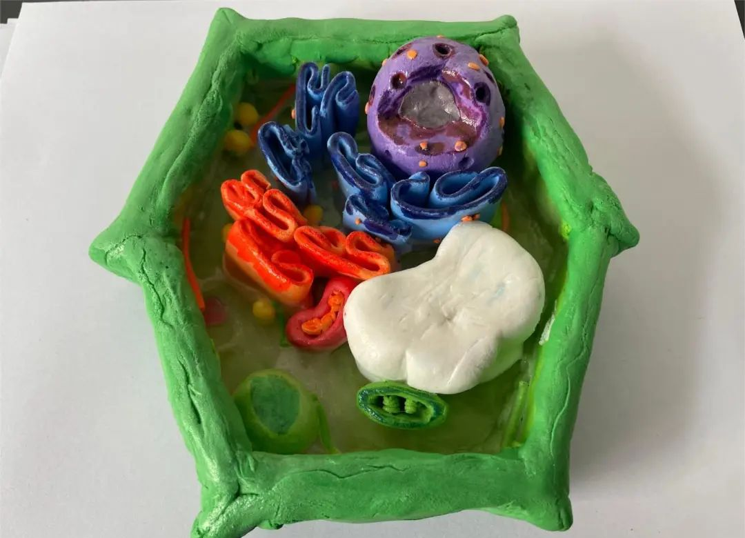 探索生物奥秘,感受生命之美