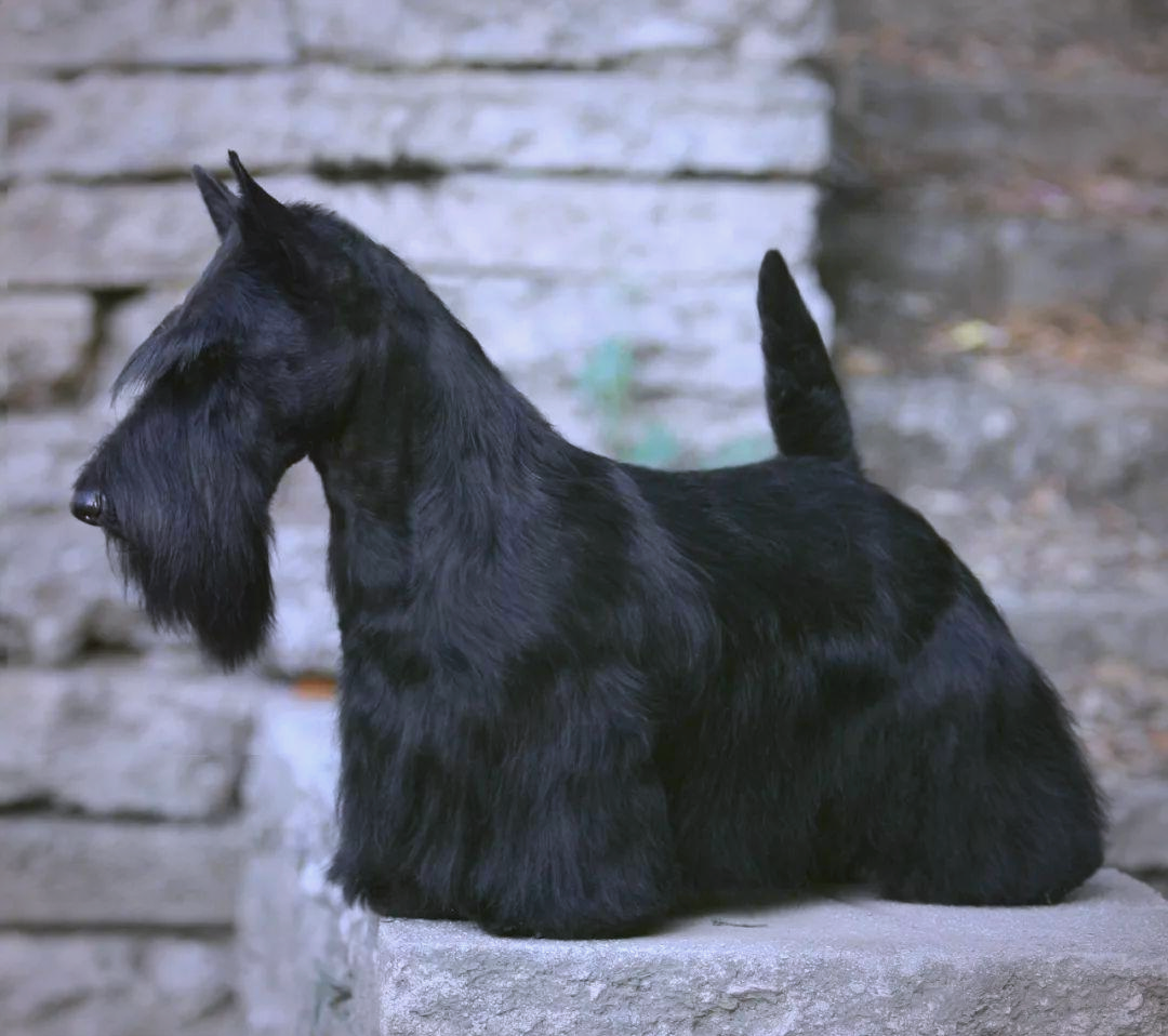 苏格兰梗:短腿小勇士,忠诚勇敢的伙伴