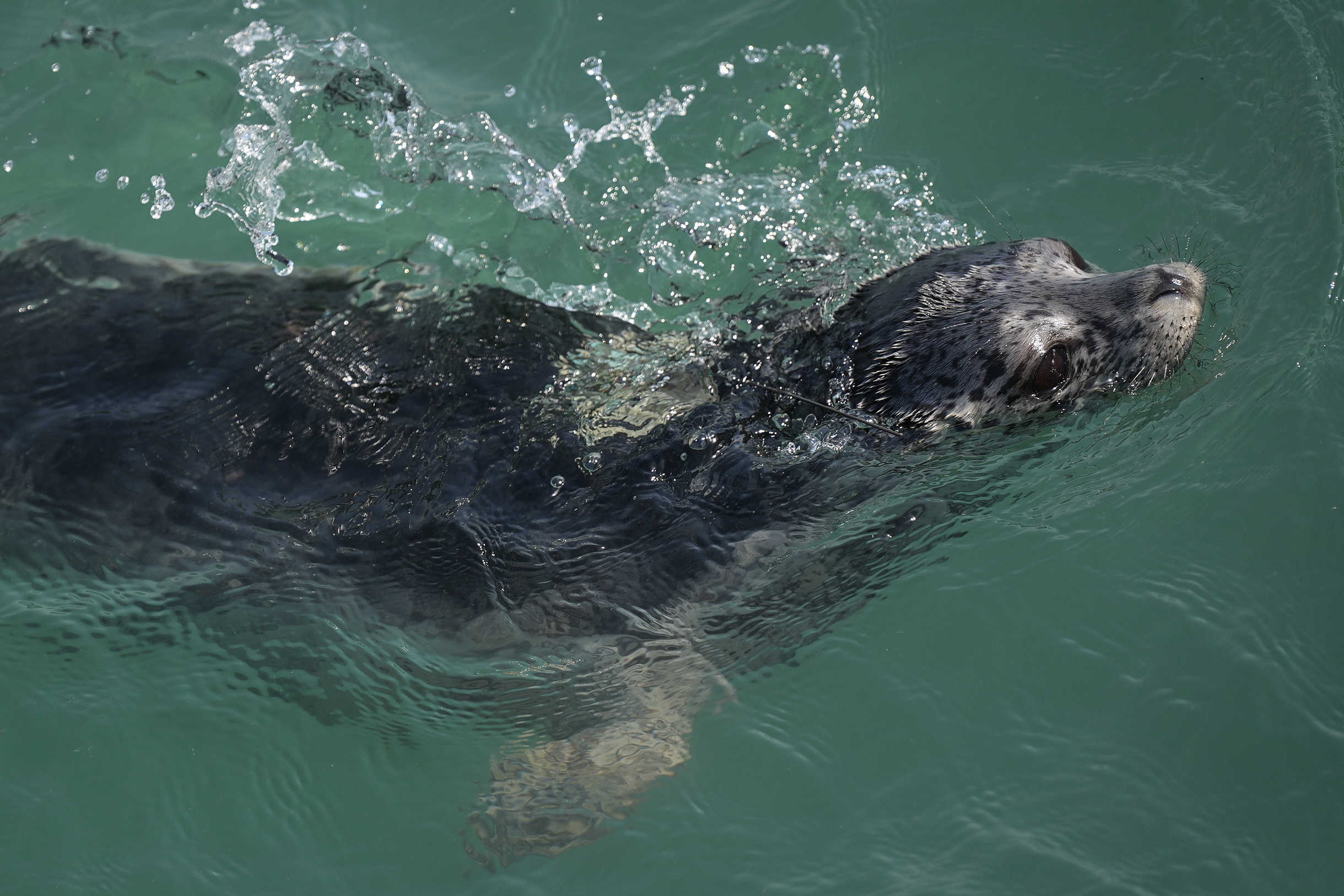 新华全媒 |7头西太平洋斑海豹在大连放归大海
