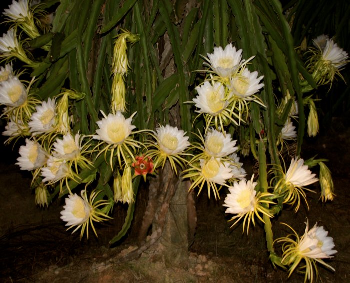 吃過這些水果,但見過這些花嗎