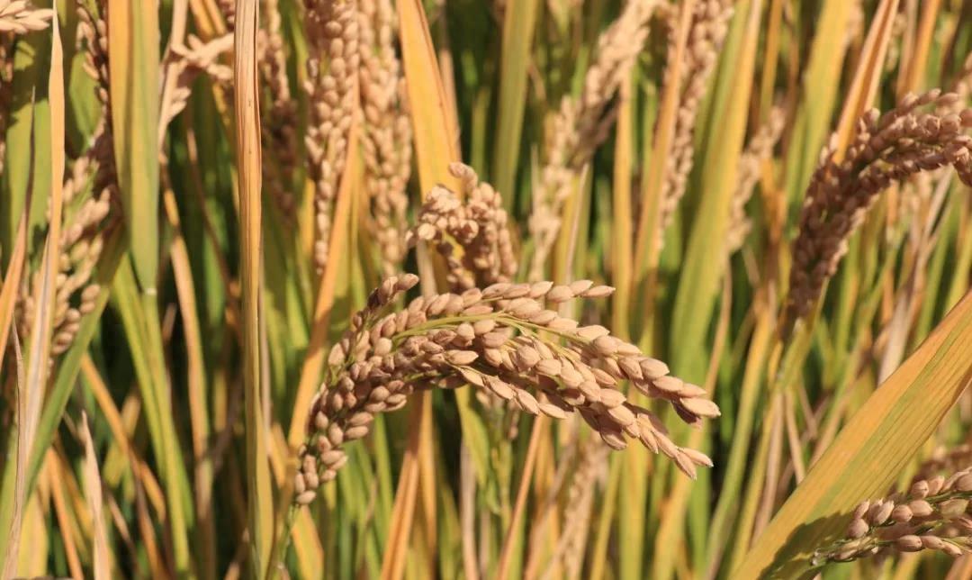 超级稻盐粳15号,高产稳产出米率高,抗病抗倒米质较优