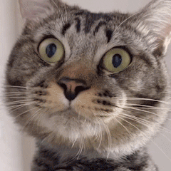 表情包|这瓜大的我有点震惊