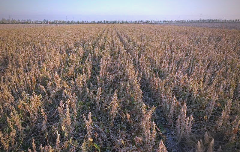 新疆大豆高产创新高,全国大豆种植新风向标