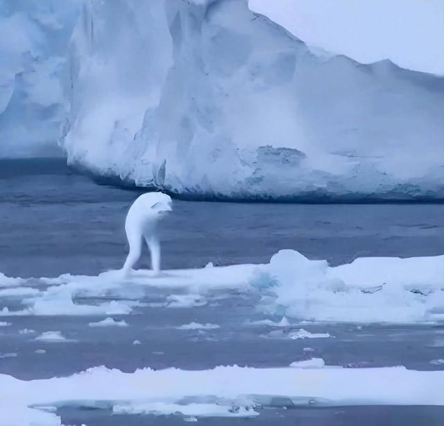 南极之谜:宁恩——如果存在的巨型生物