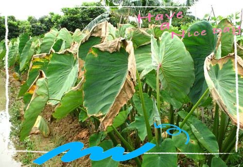 芋头疫病全面防治策略,保障芋头产量和质量