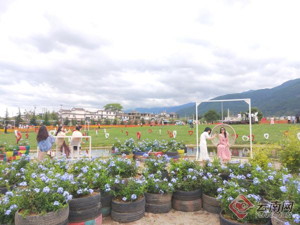 云南大理:花海成网红 美景变"钱"景