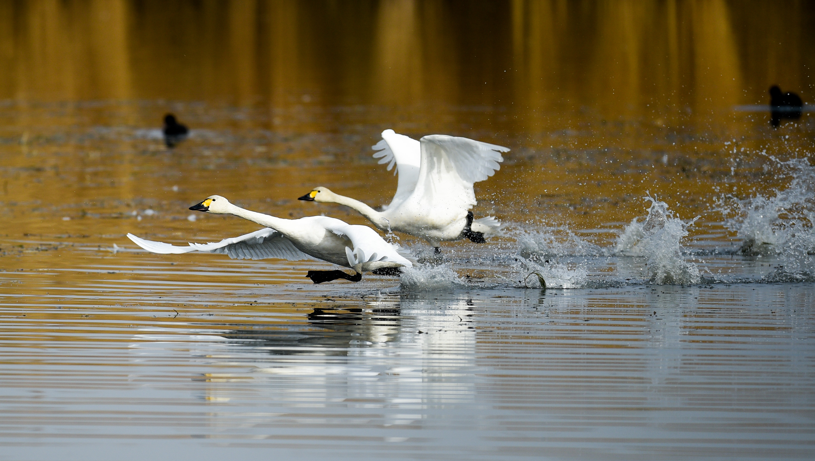 乌梁素海天鹅舞