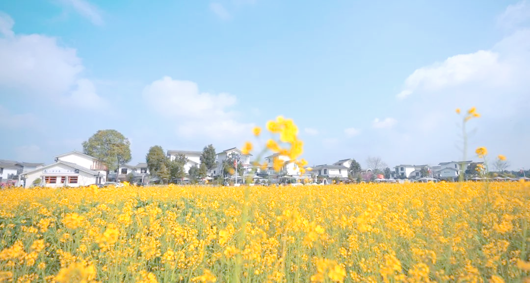 从崇州到道明,油菜花海让你流连忘返